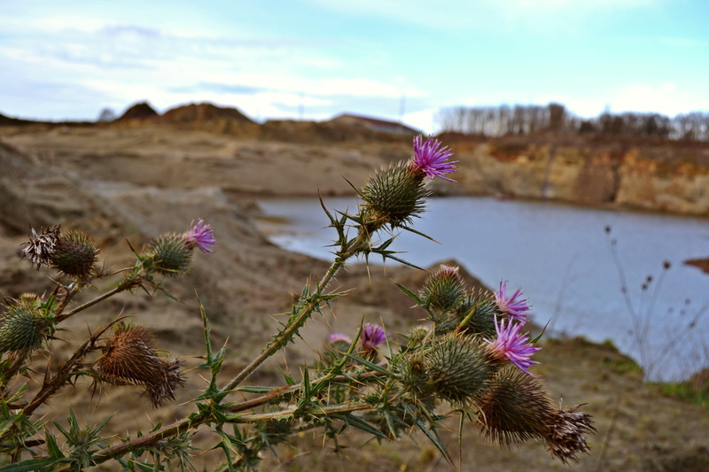 no people, sand quarries, land, beauty in nature, landscape, winter, spines, close-up, freshness, arable thistles, purple, growth, water, inflorescence