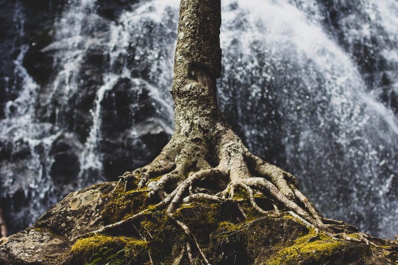 nature, day, hold, trunk, moss, 5K, root, close-up, textured, tree roots, outdoor, streinght, plant, tranquility, formation, near, rocky, textured effect