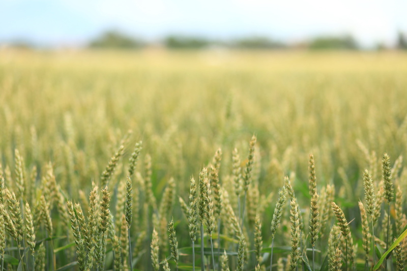 plant, close-up, cornfield, fields, rural Scene, cereal, field, crops, grain, crop, nature, seed, cereal Plant, no people, farm, growth, environment, plantation