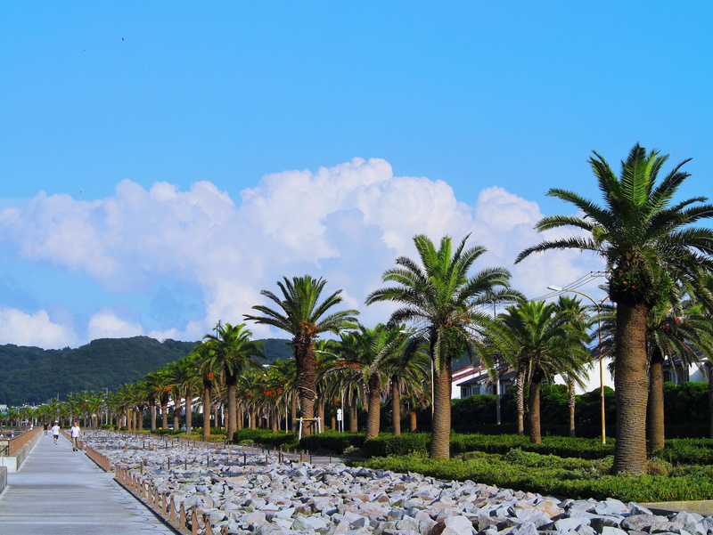 palm trees, blue sky, direction, outdoors, beginning of autumn, incidental people, white line, cloud, scenics - nature, mabori kaigan, breakwater, palm tree