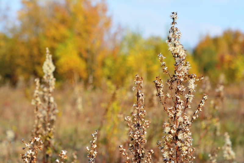 dry grass, land, growth, autumn, close-up, grass, beauty in nature, sky, springtime, flower, nature, outdoors, no people, field, 4K, end of the summer