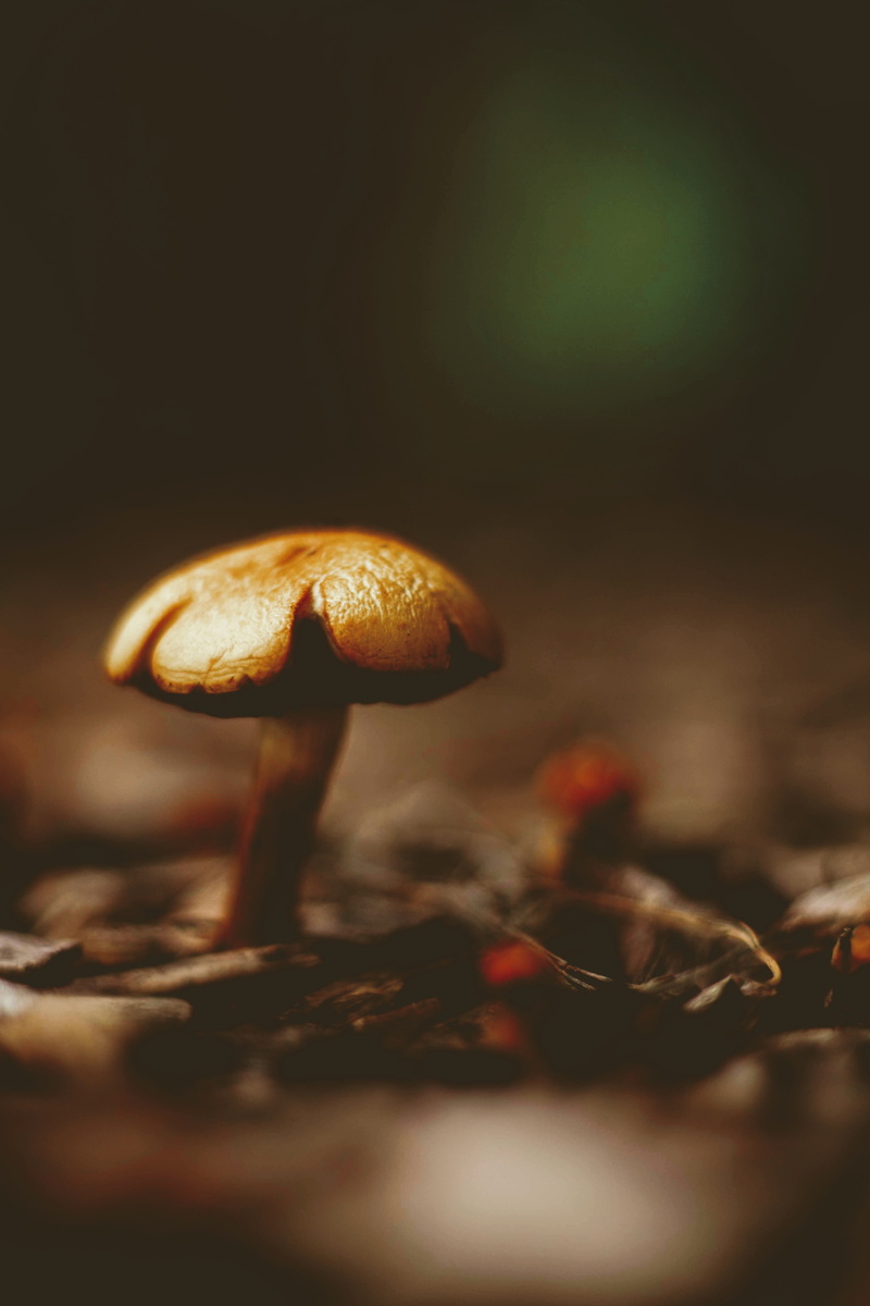 brown, fall, healthy Eating, outdoors, fungu, plant, vegetarian Food, photo, autumn, vegetable, forest, gourmet, no People, woodland, nature, uncultivated