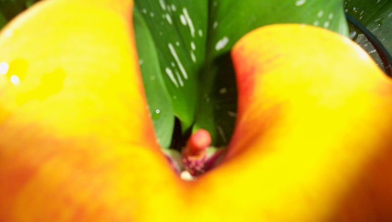 lilly, orange, yellow, cala, flower, close, 2K