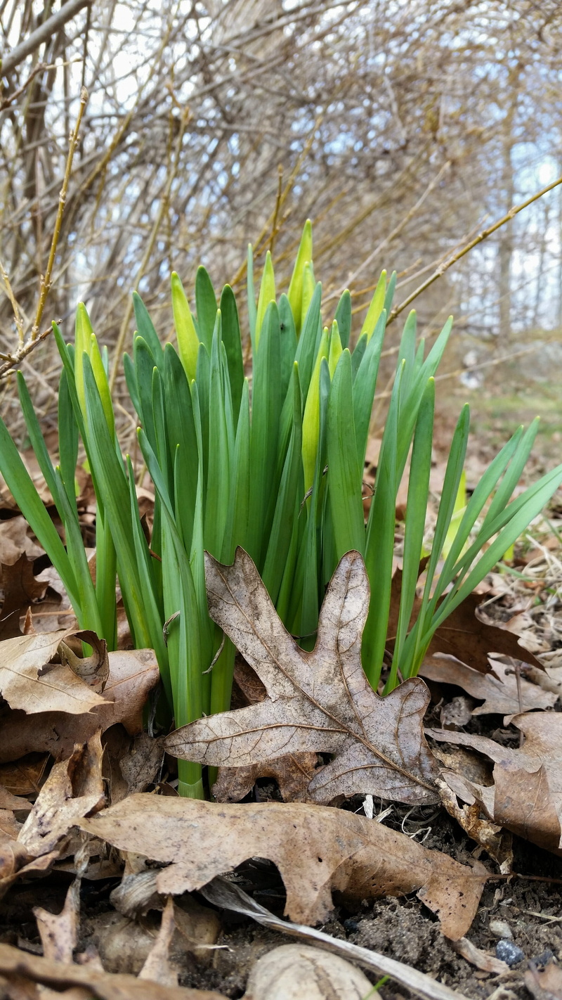 green, close-up, cycle, day, life, 2K, outdoors, plant, plant part, seasonal, wood - material, gardening, leaf, springtime, tranquility, green color, daffodils