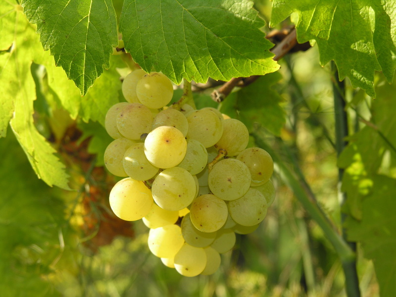 leaf, freshness, food and drink, green color, plantation, green, grape, plant part, vineyard, raking light, fruit, autumn fruits, close-up, vine, tree