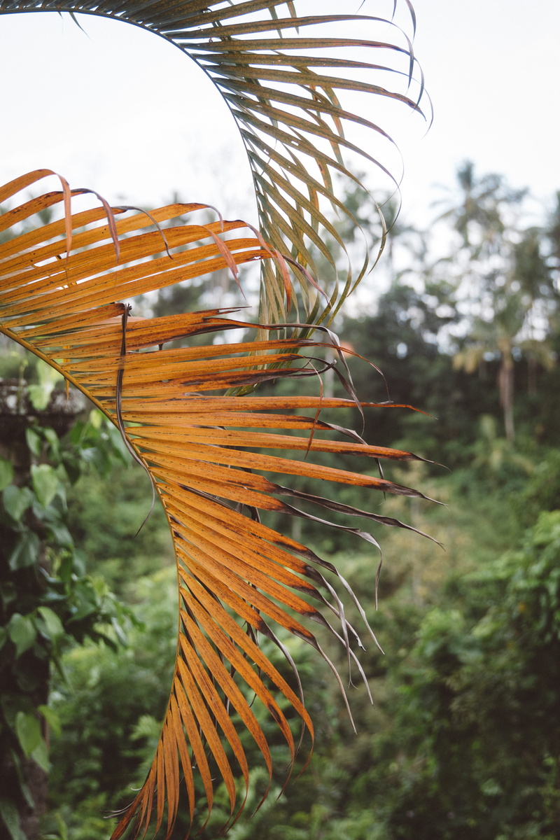 rake, leaves, tranquility, land, tree, indonesia, 5K, no people, day, close-up, palm, sunlight, flower, brown, flare, orange color, green color, adventure