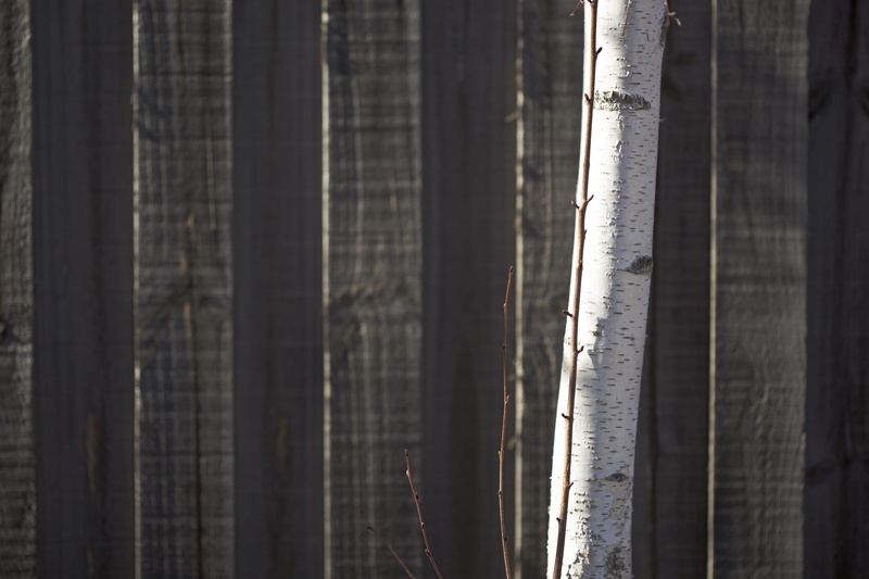 selective focus, monochrome, black, grey, focus on foreground, full frame, suburban yard, suburban, curtain, tree, melbourne, built structure, bamboo - plant