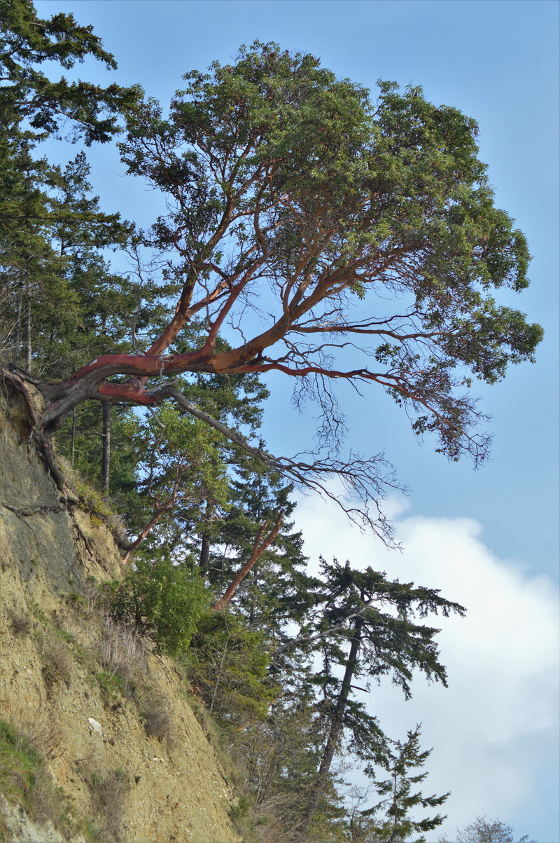 land, sky, forest, branch, conifer, low angle view, nature, non-urban scene, sport, environment, 5K, pine, cloud - sky, tree, field, beauty in nature