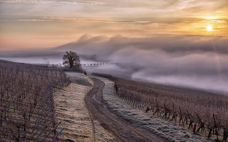 vignes, 1080P, brume, France, Alsace, Alsace Region, brouillard
