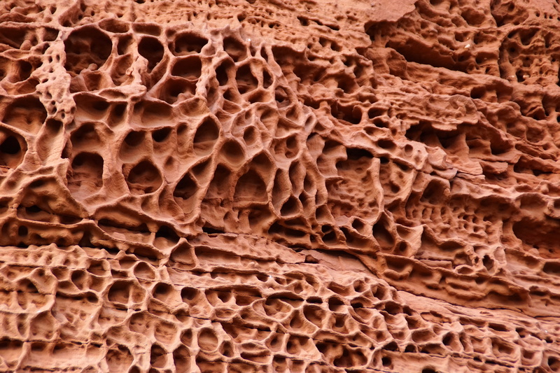 pattern, alsace, nature, magnification, 5K, Sandstone, eroded, macro, science, indoors, erosion, animal, microscope, no people, biology, pink sandstone