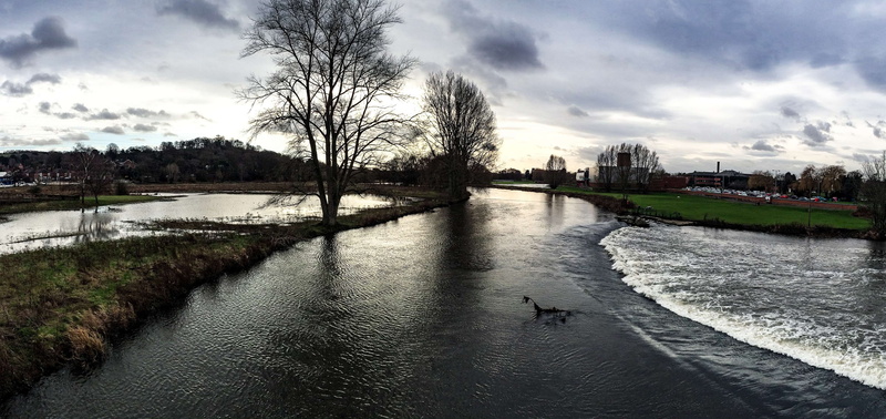 animal wildlife, animals in the wild, burton bridge, reflection, nature, bird, trent river, river, building exterior, animal themes, cityscape, no people