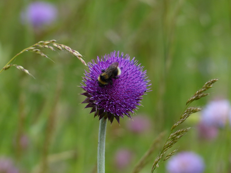 one animal, pollination, fragility, purple, hymenoptera, violet, wild plant, mager meadow, animal wildlife, plant, inflorescence, hummel, flowering, 4K