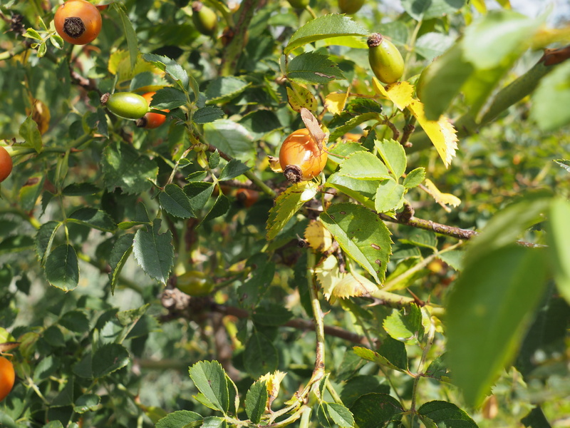 beauty in nature, immune, haw, hiften, hetschhiven, rose hip, medicinal plant, fruit tree, cold, bio, food, freshness, plant, hiffen, close-up, strengthen