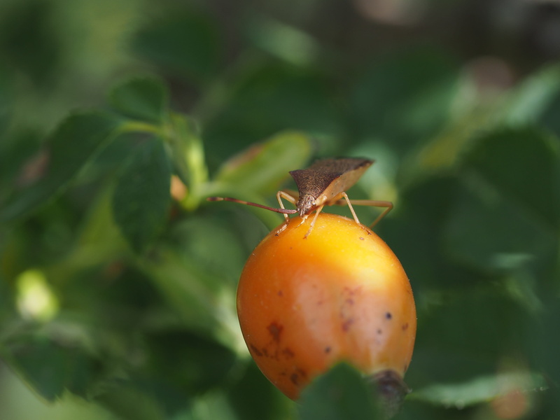 tee, invertebrate, bloom, growth, strengthen, rose apples, food and drink, healthy, focus on foreground, hiften, plant part, immune, freshness, wiepeldorn
