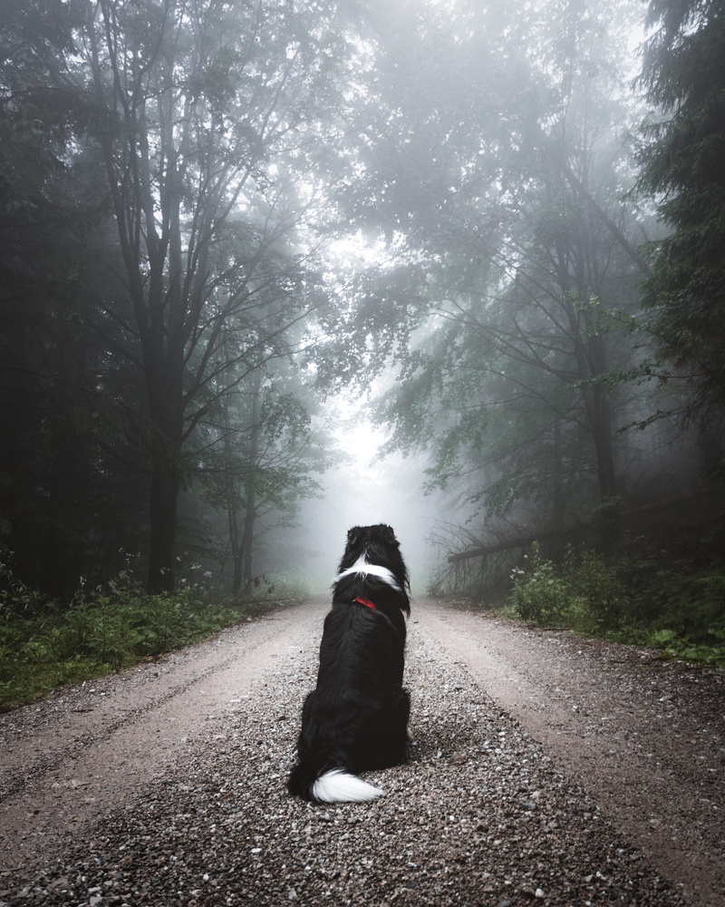 misty, pet, pets, mist, footpath, green, outdoor, forest, men, loneliness, outdoors, grass, short, fog, autumn, white, explore, sitting, women, black Color