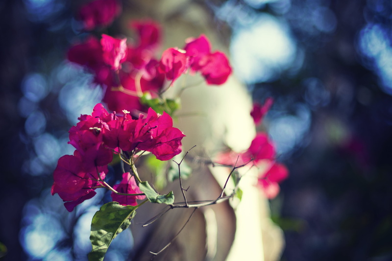 vulnerability, rose - flower, plant, beauty in nature, bunch of flowers, freshness, united states, fragility, flower arrangement, close-up, springtime
