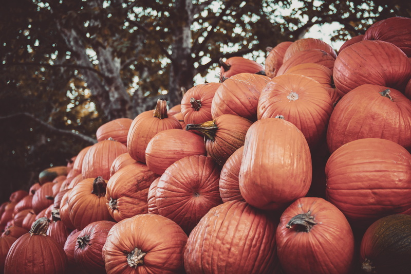 produce, freshness, still life, food and drink, san luis obispo, tree, retail, vegetable, market, wellbeing, avila valley barn, nature, outdoors, squash