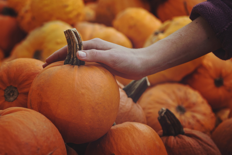 retail, market, food, avila valley barn, flora, human, wellbeing, vegetable, squash, people, produce, pumpkin, united states, 8K, plant, person, hand