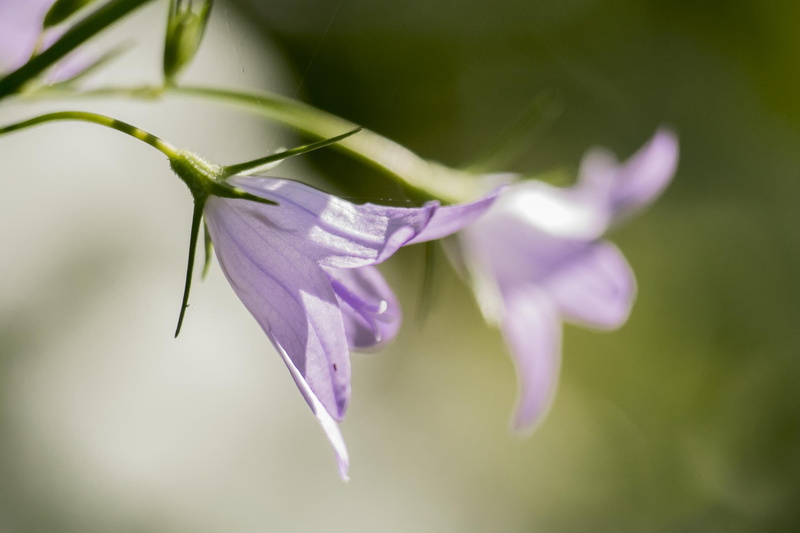 closeup, NIKKOR, flowers, mauve, 1080P, L’amour, selective, vert, focus, rêve, bloom, campanula, f4.0, un, selective-focus, est, blossom, NIKON  D750