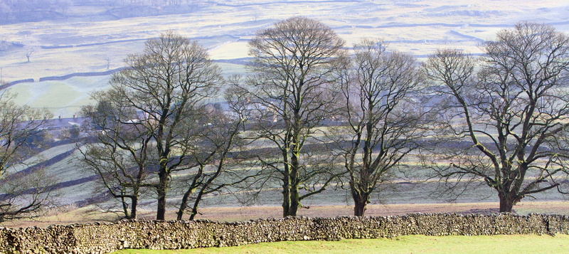 architecture, sky, yorkshire, scenery, sunlight, branch, day, tranquility, outdoors, plant, landscape, nature, land, trees, countryside, dales, seven, season