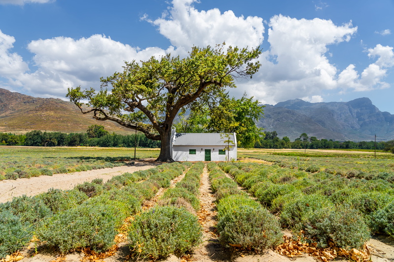 field, growth, countryside, no people, sky, south africa, vegetation, farm, furniture, tranquility, cloud - sky, white, building exterior, near, environment