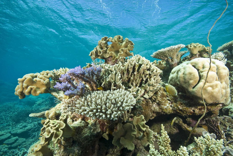 reef, barrier, hd, coral, FISH, coral reef, Great Barrier reef, d, entertainment, Barrier Reef, art, sea, movies, 1080P, Australia