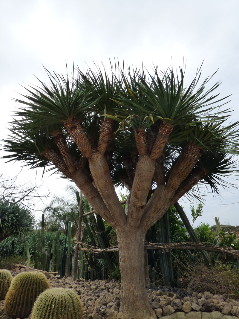 land, sky, palm tree, cloud - sky, succulent plant, low angle view, Dragon Tree, tree, Forio, growth, tropical climate, plant, green color, outdoors, cactus