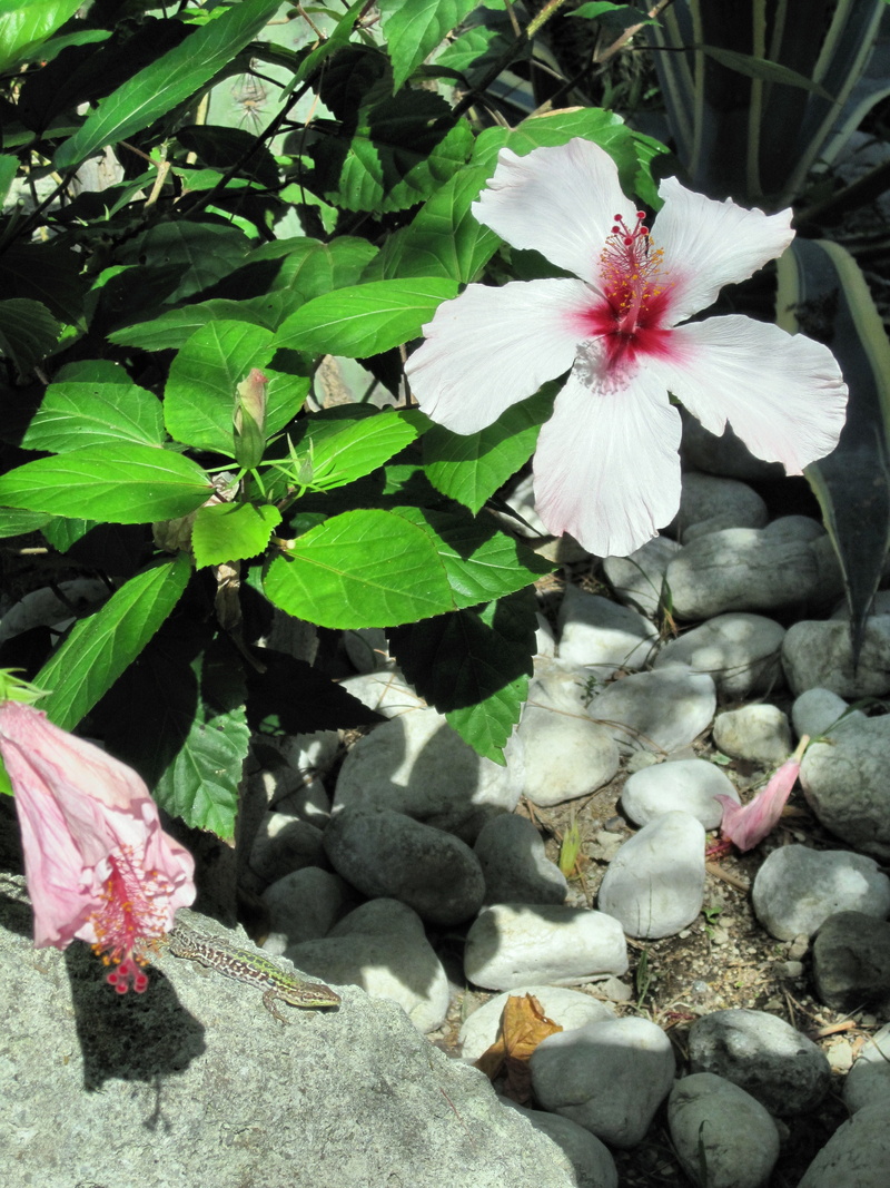 hibiscus flower, leaf, lizard, freshness, no people, high angle view, white color, outdoors, Hibiscus, petal, Flower, close-up, plant, plant part, beauty in nature