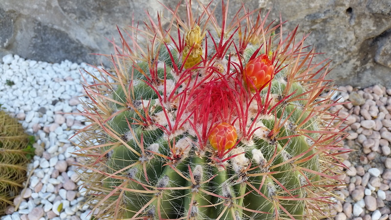 growth, spiky, thorns, focus on foreground, needle - plant part, red, solid, thorn, ecosystem, outdoors, cactus, sharp, spiked, succulent plant, day, august