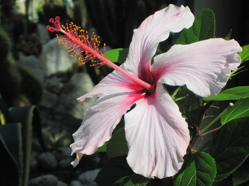 pollen, petal, bloom, flowering plant, no people, fragility, flower, vulnerability, outdoors, stamen, focus on foreground, growth, ischia, blossom, close-up