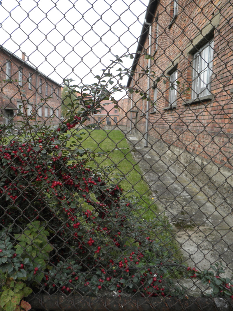 building exterior, fence, plant, no people, 4K, boundary, architecture, barak, barrier, safety, poland, growth, auschwitz, metal, built structure, day
