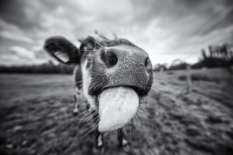 macro, animal nose, animal head, herbivorous, animal mouth, livestock, 2K, domestic animals, day, focus on foreground, no people, mammals, pets, cloud - sky