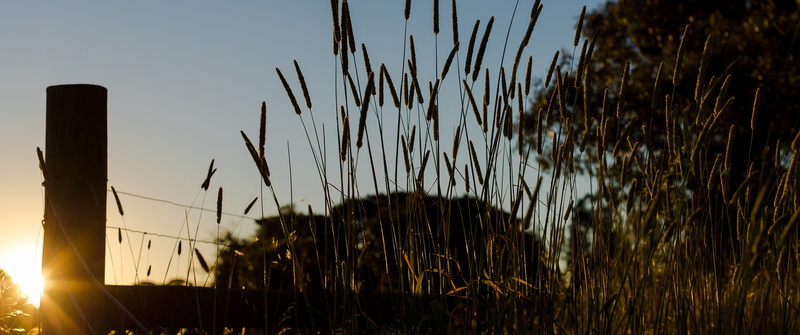 nature, sunset, silhouette, summer, sky, tranquility, 2K, scenics - nature, field, farm, tranquil scene, land, sunlight, clear sky, growth, blade of grass