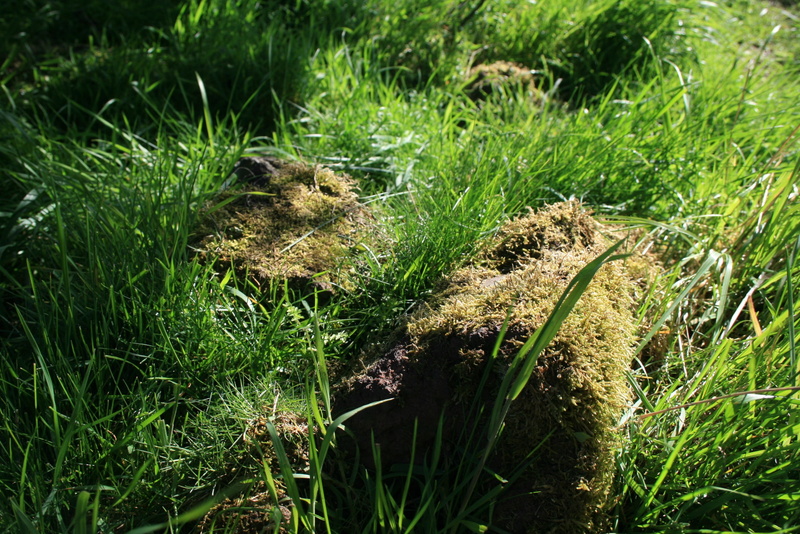 moss, water, land, rodent, no people, Scotland, animal themes, plant, green color, tranquility, animal wildlife, UK, nature, vertebrate, leaf, day, one animal