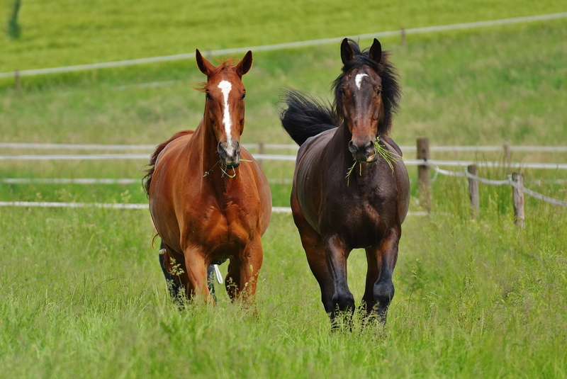 horses, livestock, ranch, group of animals, no people, stallion, horse, daytime, 2K, brown, rural Scene, land, black, fence, mammal, paddock, field, domestic