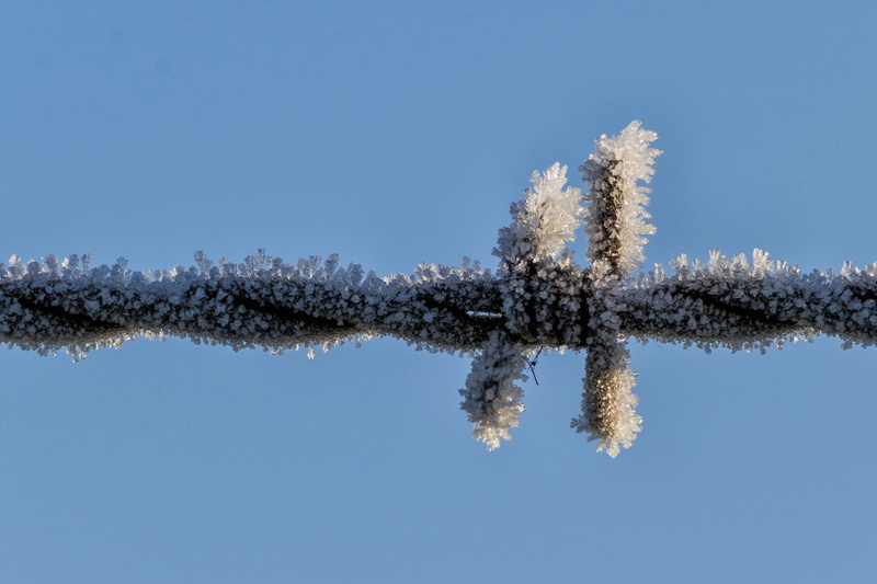 snow, Nederland, covered, Pada, season, close up, Dordrecht, white frost, wilde, sky, barbwire, Loma, Foto, van de Velde, snowflakes, hoarfrost, Nature Photographer