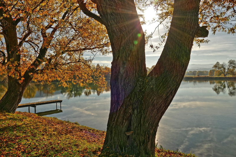 no people, day, water, tree, growth, reflection, tranquility, lake, mill pond, sky, beauty in nature, autumn, nature, wernigerode, plant, branch, emerge