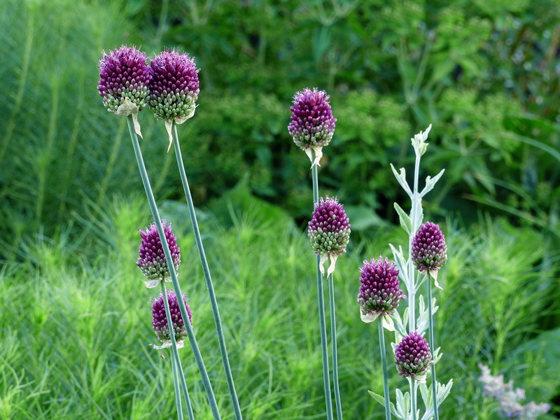 springtime, focus on foreground, no people, 2K, close-up, pink color, allium giganteum, green color, blue sphere, flowering plant, purple, stock photos
