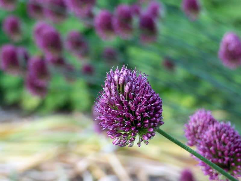 stock photos, garlic, flower head, no people, inflorescence, flowers photos, tall purple flowers, herb, flower images, ornamental onion, outdoors, close-up