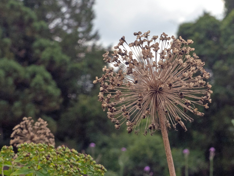 vulnerability, tranquility, day, tree, onion, leek, ornamental onion, flowers photos, blue sphere, autumn, no people, flower, 2K, faded, tall purple flowers