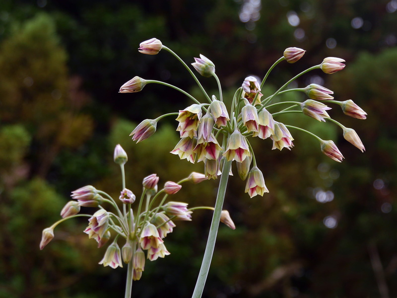 plant, fragility, leek, ornamental onion, flowering plant, garlic, plant stem, growth, day, bloom, flower, flower head, 2K, onion, giant allium, stock photos