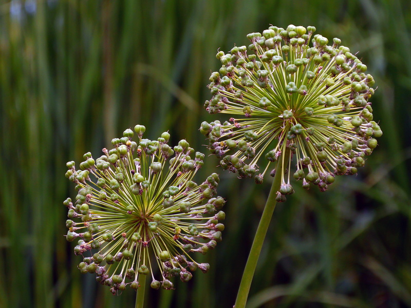 giant allium, day, plant, ornamental onion, stock photos, plant stem, close-up, flower head, purple, flower, flowering plant, no people, season, outdoors