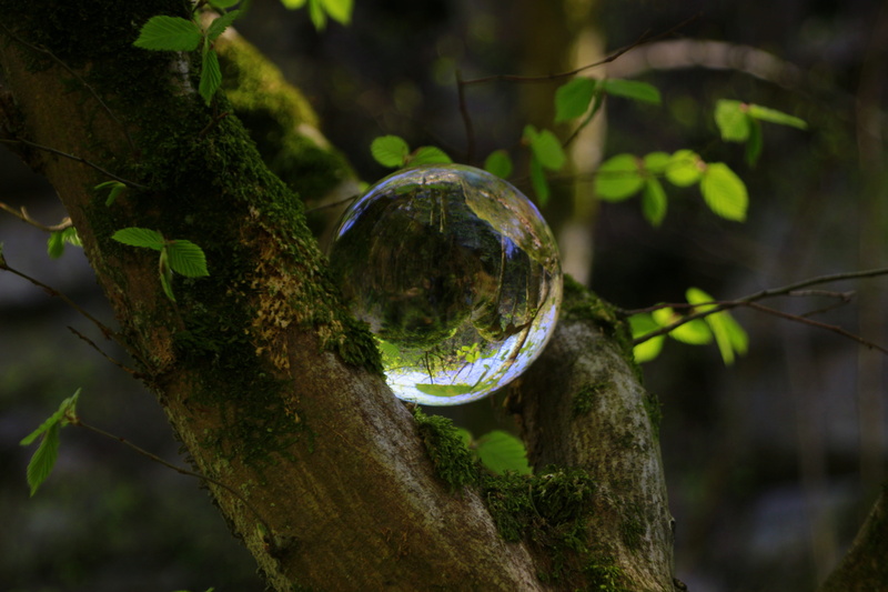 5K, tree trunk, close-up, say, tree, forest, gorge, sphere, spring, fragility, transparent, plant, no people, growth, mood, focus on foreground, mythical creatures