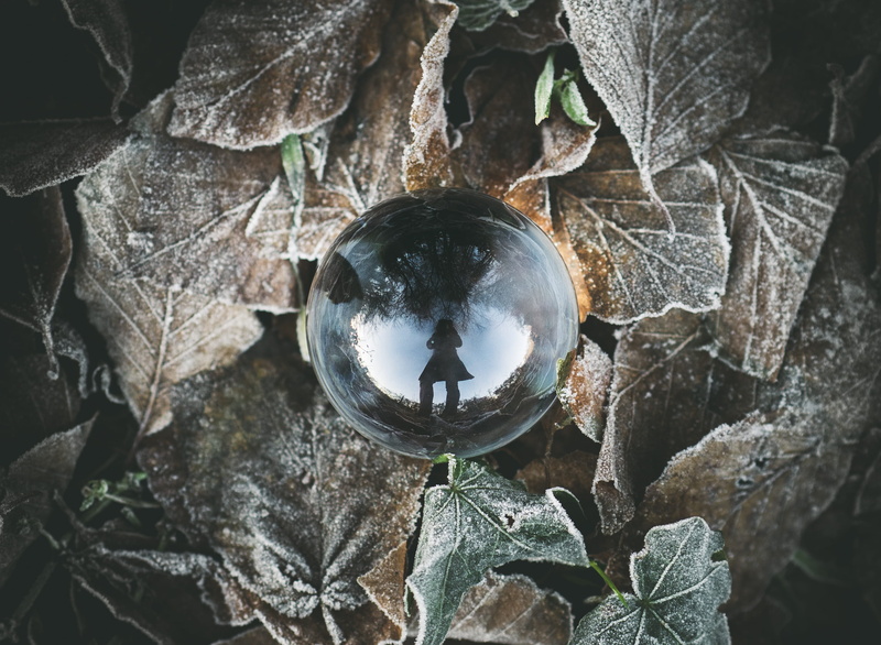 outdoors, crystal ball, ball, crystal, orb, rock, growth, animals in the wild, no people, high angle view, leaves, clear, shape, animal wildlife, nature