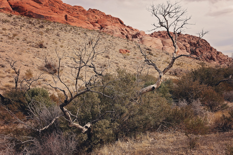 cliff, red rock canyon, geological, sand, sky, stone, formation, travel destinations, environment, climate, day, beauty in nature, discovery, exploration