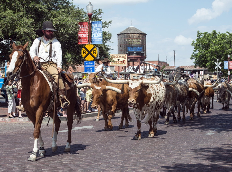 cultures, mammal, outdoors, animals, tree, real people, riding, Cattle, working animal, Longhorn, attraction, animal themes, texas, livestock, horse, west
