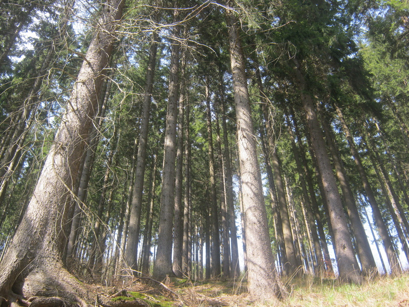 2K, green color, plant, thuringian forest, trunk, woodland, beauty in nature, tree trunk, tree, tranquility, forest, perspective, land, nature, sunlight