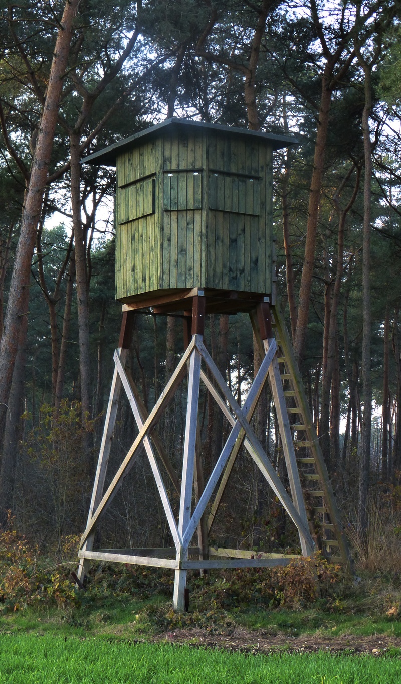 ladder, architecture, forests, hunter was, woodland, cross, field, rifle, delight, hunts, day, old, wood - material, land, tree, water conservation, plant