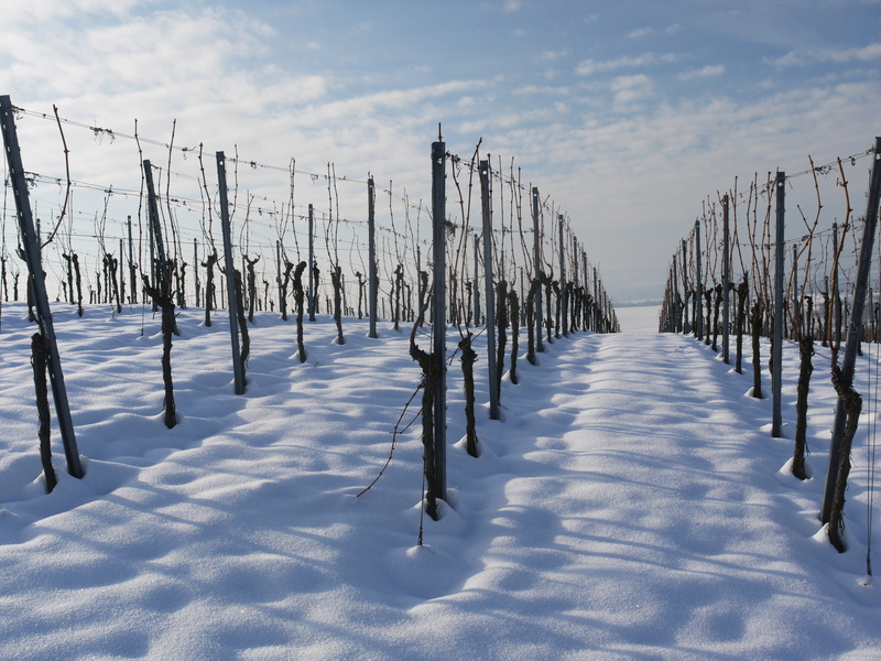 sunny, field, outdoors, silent, White, tranquil scene, fence, white color, frost, boundary, land, winegrowing, Winter, mood, barrier, germany, no people