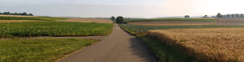 farm, baden württemberg, widescreen, in a row, corn, corn - crop, swiss francs, wheat field, growth, 8K, peace, horizon, diminishing perspective, food